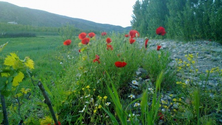 سرووشتی بێ وێنەی شارستانی سەردەشت