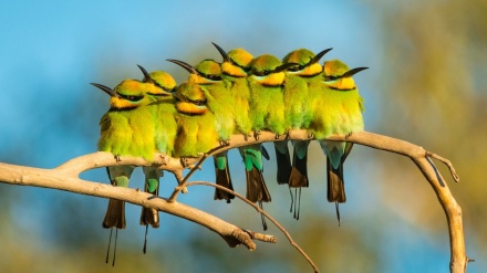 وێنە هەڵبژاردەکانی جیهانی ئاژەڵان