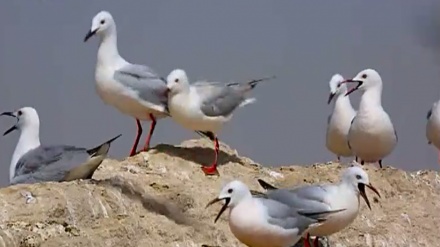بەشێک لە دێکۆمێنتاریی باڵەنده ماسی خۆرەکان - 02-01-2019