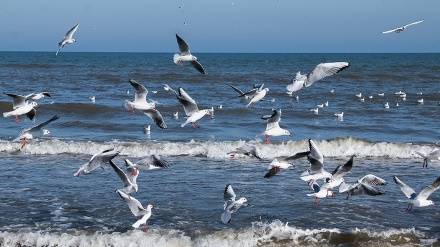 سمندری پرندے    sea Gulls 