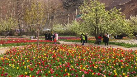 باخی جوانی گوڵی لاله له گەچسەر له جادەی چالووس