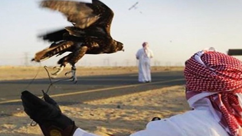 پاکستان میں عرب شہزادوں کو نایاب پرندوں کے شکار کی اجازت