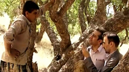 مرواری زاگرۆس  - 20-03-2019