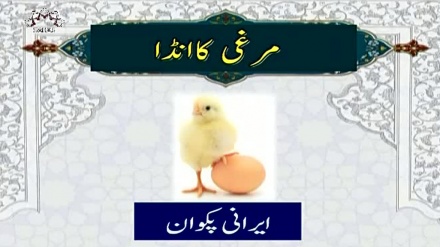 ایرانی پکوان سےمتعلق پروگرام، مزه - مرغی کا انڈا