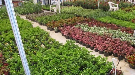 Geşbûna karê şitilên daran li ûrmîyê