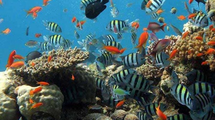  فه‌رشی لاجه‌وه‌رد - 09-03-2019