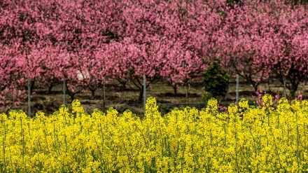 سووشتی جوانی پارێزگای مازەندەران
