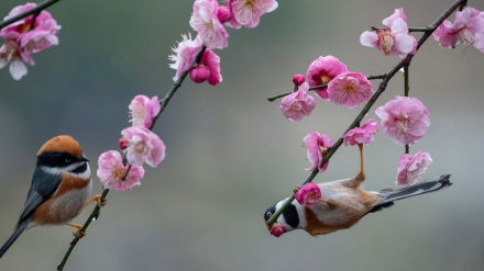 وێنەگەلێک له ژیانی بوونەوەران