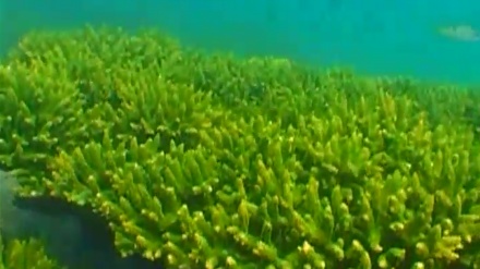 دێکۆمێنتاری فه‌رشی لاجه‌وه‌رد