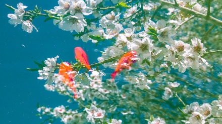 چریکەی نەورۆز - 2