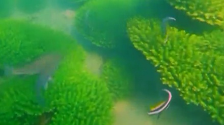 بەشێک لە دێکۆمێنتاریی فەرشی لاجەوەرد