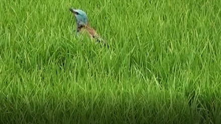 بەشێک لە دێکۆمێنتاریی باڵندەکانی هەرێمی بەفر و هەتاو