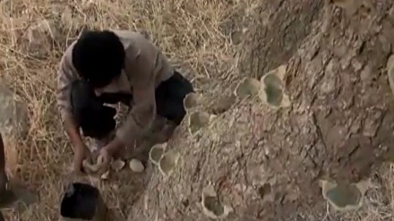 بەشێک لە دێکۆمێنتاریی مرواری زاگرۆس