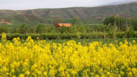 کێڵگە زەردەکانی کۆڵزا - مازەندەران