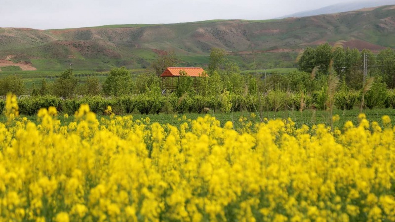 کێڵگە زەردەکانی کۆڵزا - مازەندەران