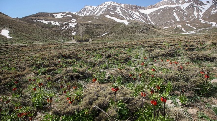 شاری خانسار لە ناوەندی ئێران