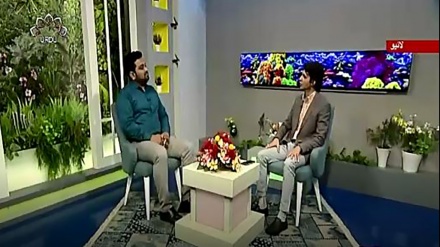 نسیم زندگی - موسمی پهلوں کی خصوصیات