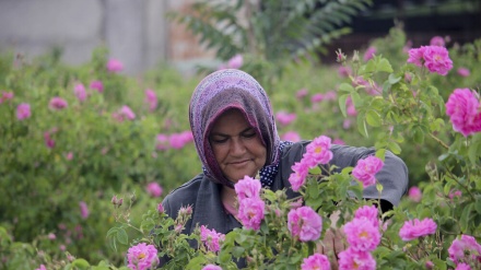 بۆنی گوڵی موحەمەدی لە دڵی بیاوانەکانی ئێران -  پارێزگای خوراسان