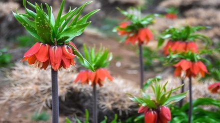 Deşta şilêran li Loristanê  