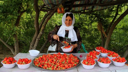  پارێزگای کوردستان کانگای زێری سوور 