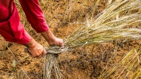 Tradicionalno sakupljanje pšenice
