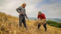 Tradicionalno sakupljanje pšenice
