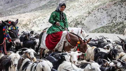 Barkirina eşîreyên koçer di demsala payîzê de bo aranên parêzgeha Îlamê