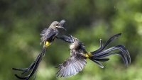 Nagrada za fotografiju Audubon 
