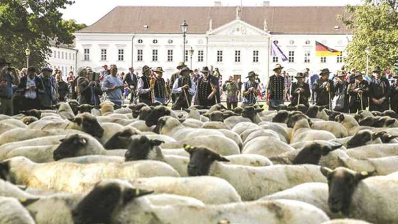 Almaniyada çobanların etirazı