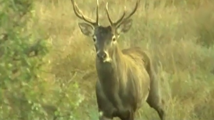 چەن بەشێک لە بەڵگە فیلمی ژیانی ئاژەڵ و باڵندەی کێوی لە خوراسانی باکوور