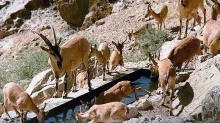 ژیانی بوونەوەران - 28-09-2019