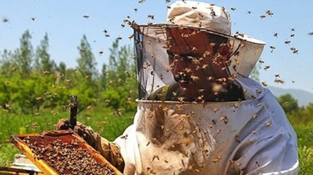 شہد کی پیداوار میں ایران کی چوتھی پوزیشن