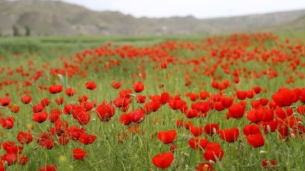 گۆرانیێکی شادی کوردی به ناوی گوڵی نێو باخ 