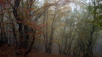Jesenja priroda u šumama Siah Bišea