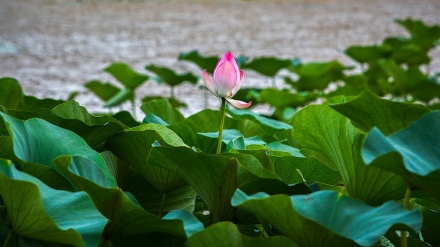 وێنەگەلێک لە پارێزگای مازندەران