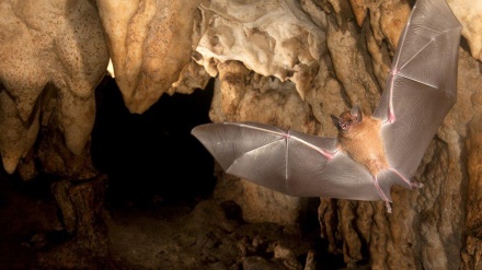 سه‌فه‌ر بۆ ئه‌شکه‌وتی سه‌رنج ڕاکێشی شه‌مشه‌م