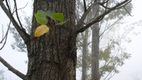 Jesenja priroda u šumama Siah Bišea