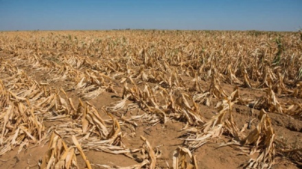 Hrvatska: Šteta od suša veća od 250 miliona maraka