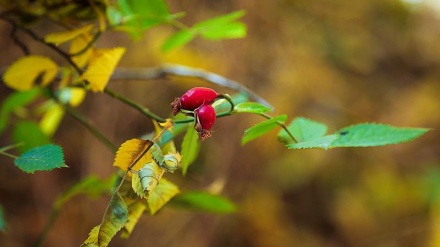 گۆرانی کوردی گۆنای یار