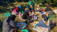 Berba narandži u pokrajini Golestan