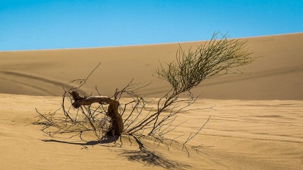 چەن بەشێک لە بەڵگە فیلمی کوێستانەکانی کەویر 