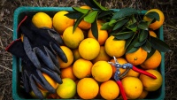 Berba narandži u pokrajini Golestan