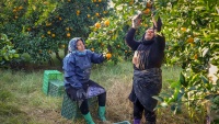 Berba narandži u pokrajini Golestan