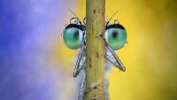 Interesantne fotografije kukaca
