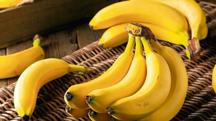 Çandina mozan li Taromê