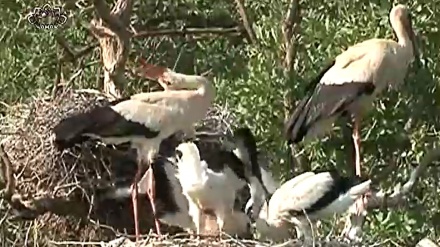 چەن بەشێک لە بەڵگە فیلمی ژیانی بوونەوەرانی پارێزگای کوردستان