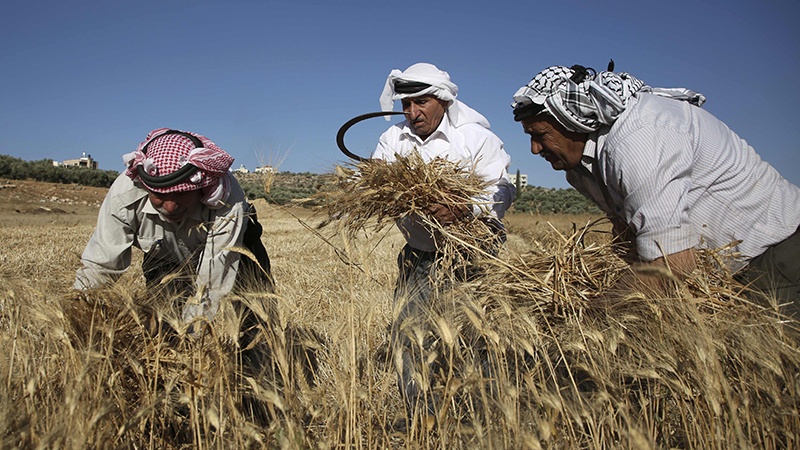 صیہونی دہشتگردوں کا فلسطینی کسانوں پر حملہ، متعدد زخمی