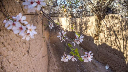 چرۆی بەهار لە یەزد