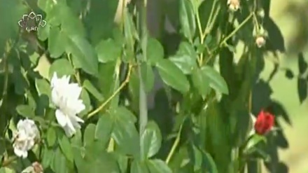 گۆرانیێک خۆش لە بەرنامەی ڕۆژی نوێ