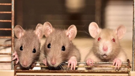 چین میں کورونا کے بعد ہنتا وائرس کا قہر